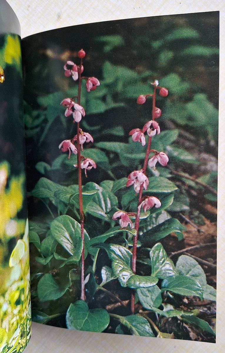 Mountain Flowers [Valerie Finnis' copy]