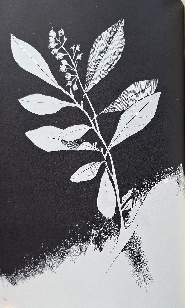 Flowering Plants of Massachusetts
