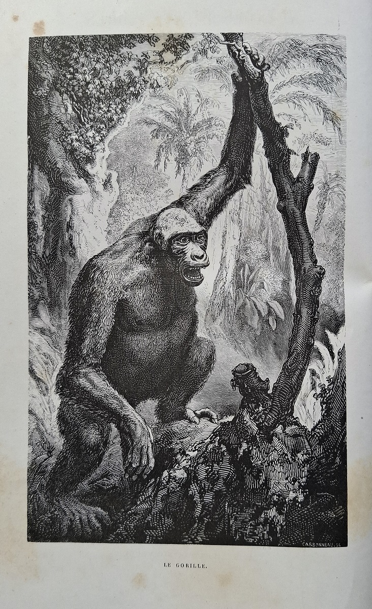 Voyages et Aventures dans l'Afrique Equatoriale; moeurs et coutumes des inhabitants; chasses au gorille, au crocodile, au leopard, a l'elephant, a l'hipppotame etc
