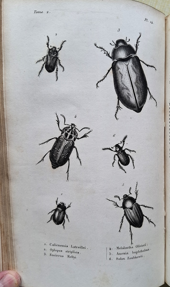 Histoire Naturelle des Insectes Coleopteres - volumes I & II