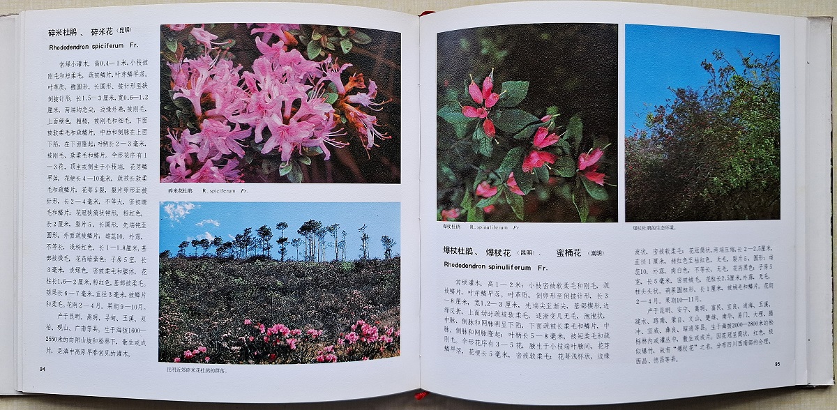 Image for Yunnan Azaleas Yunnan Azaleas