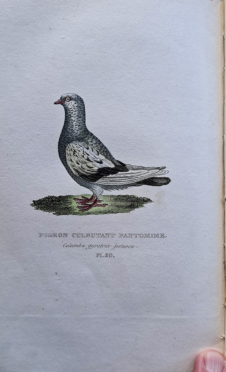 Image for Les Pigeons de Voliere et de Colombier, ou histoire naturelle et monographie des pigeons domestiques Les Pigeons de Voliere et de Colombier, ou histoire naturelle et monographie des pigeons domestiques