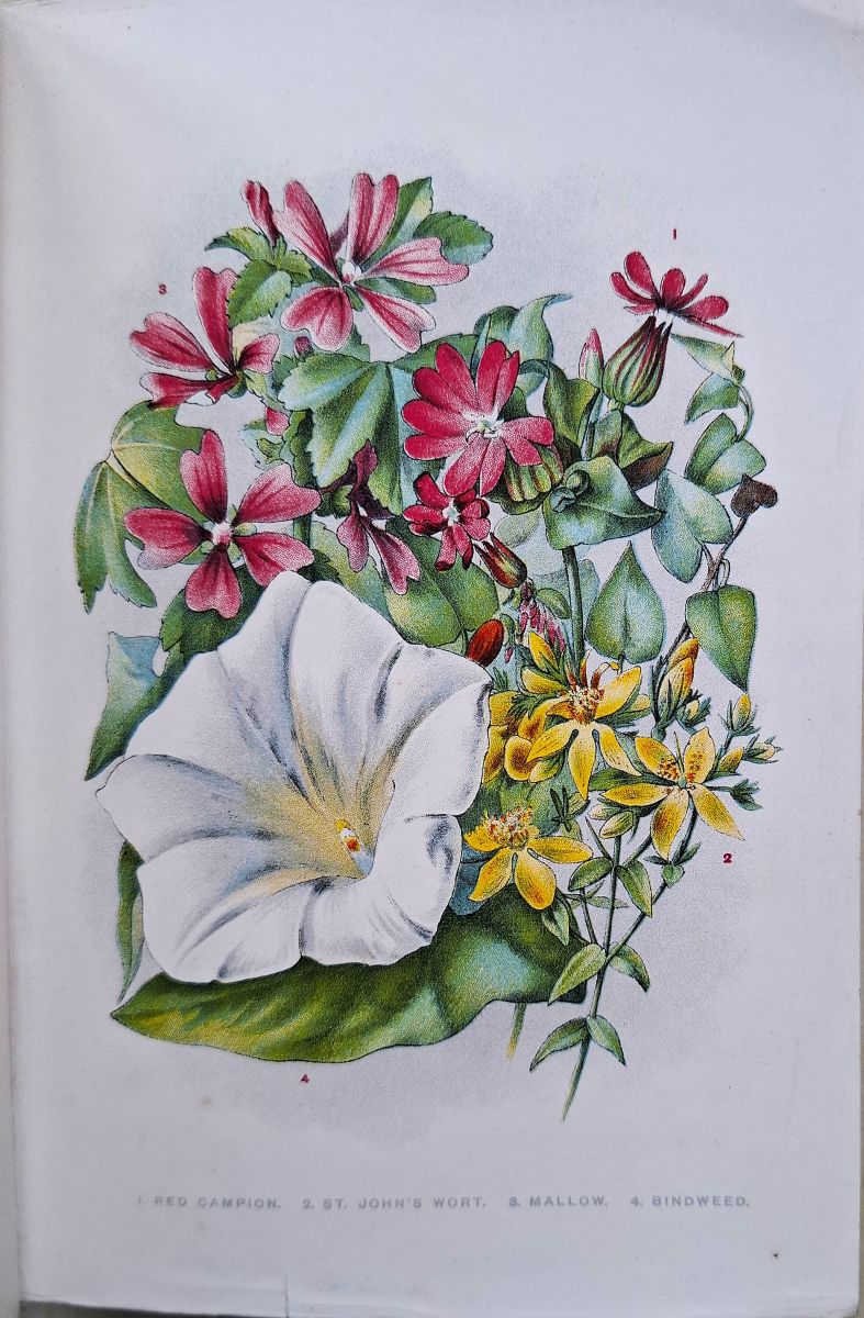 Rambles Among Wild Flowers - A Book for the Young. [The five parts in one volume)