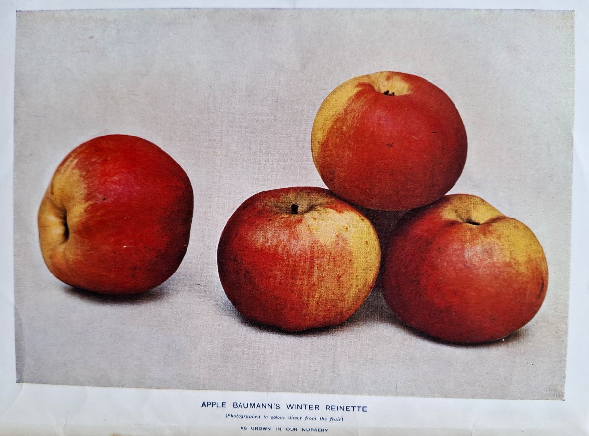 Descriptive Catalogue of fruit trees and Roses - Winter season, 1911-1912-1913