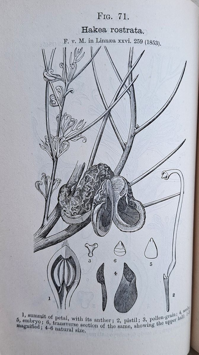 Key to the System of Victorian Plants - Volume II only : enumeration of the native species, arranged under genera and orders, with annotations of their regional distribution and with xylographic illustrations