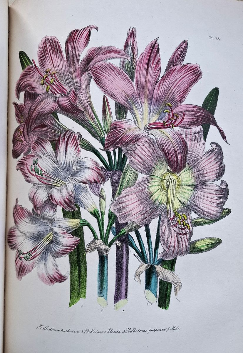 The Ladies' Flower-garden of Ornamental Bulbous Plants