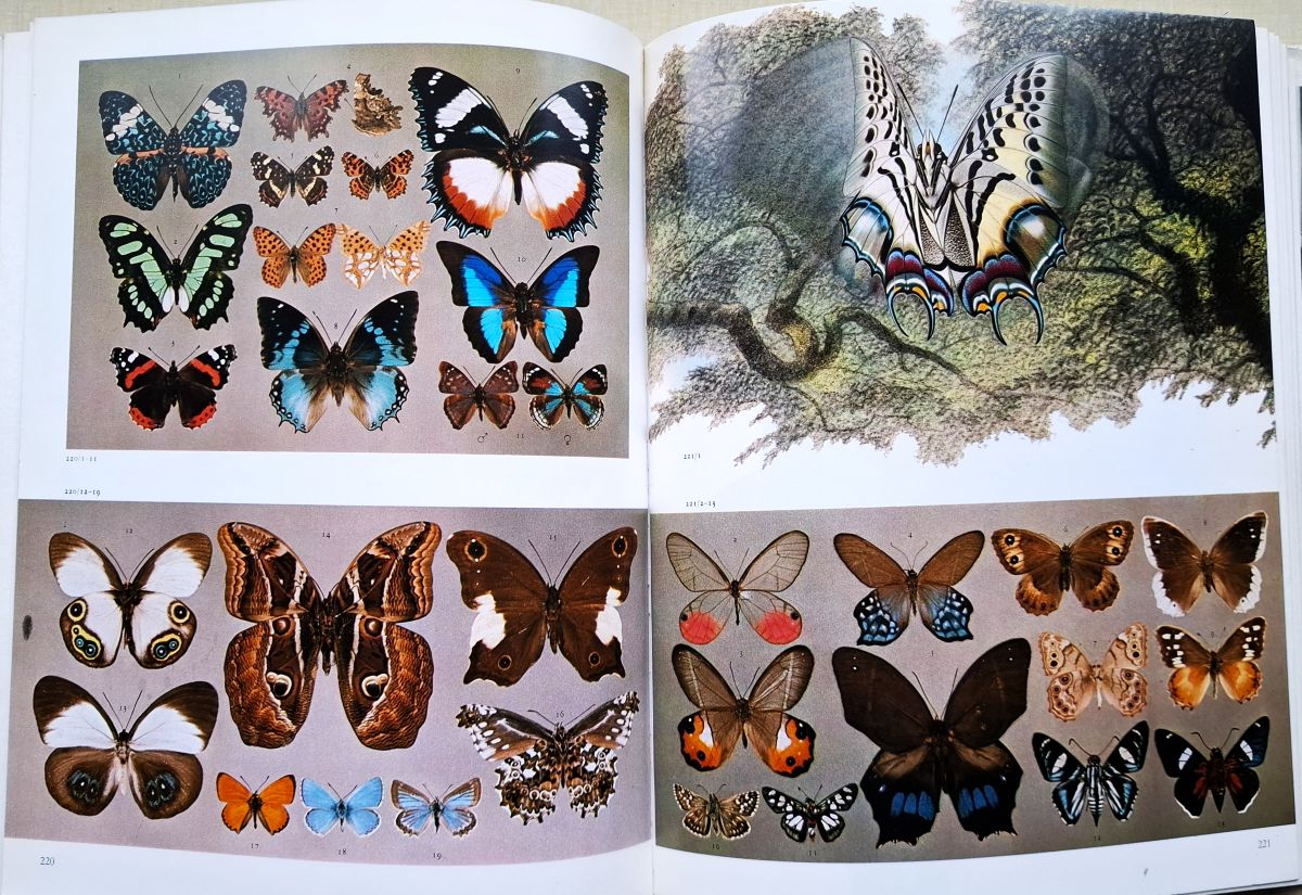 Insects of the World