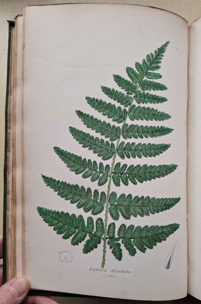 The Ferns of Great Britain; The Fern Allies - a Supplement