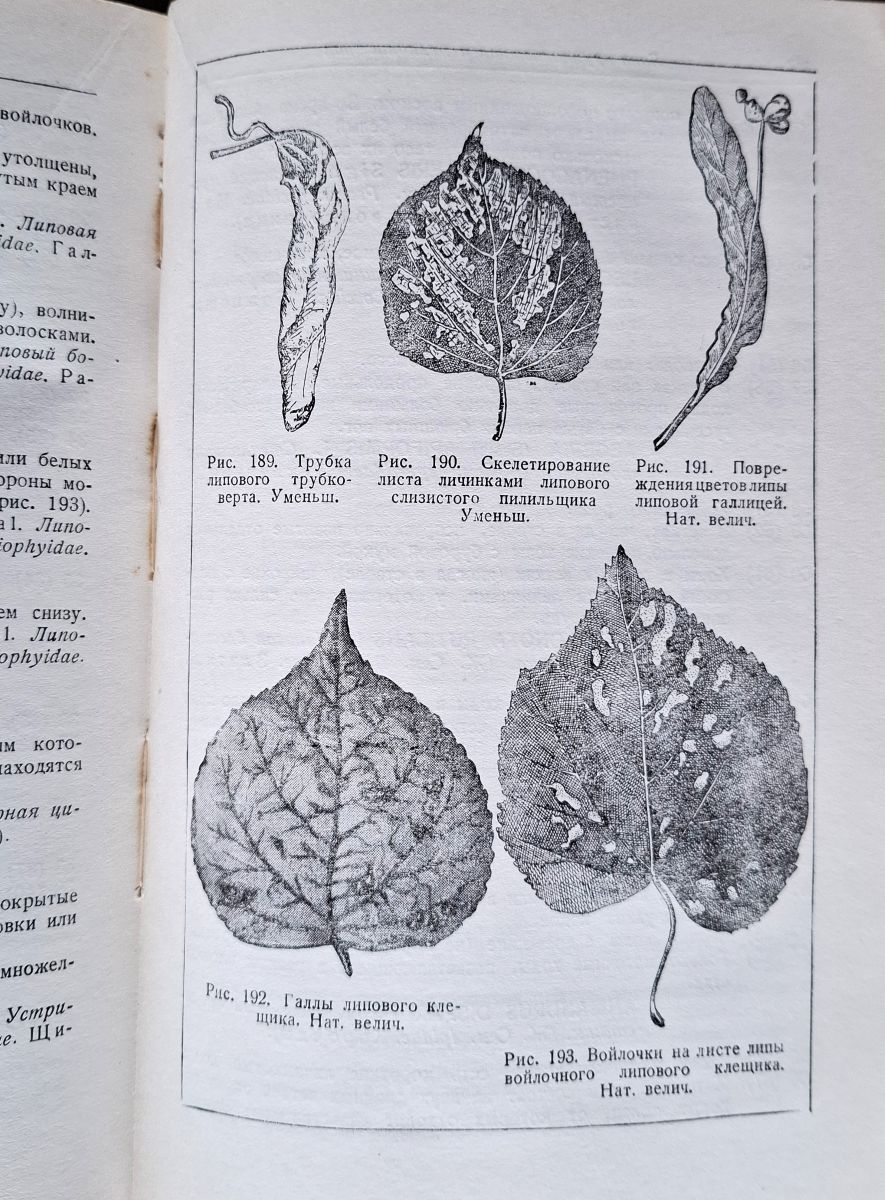 [Damage Identifier for Forest and Ornamental Trees and Shrubs - European Part of the USSR]. Russian text