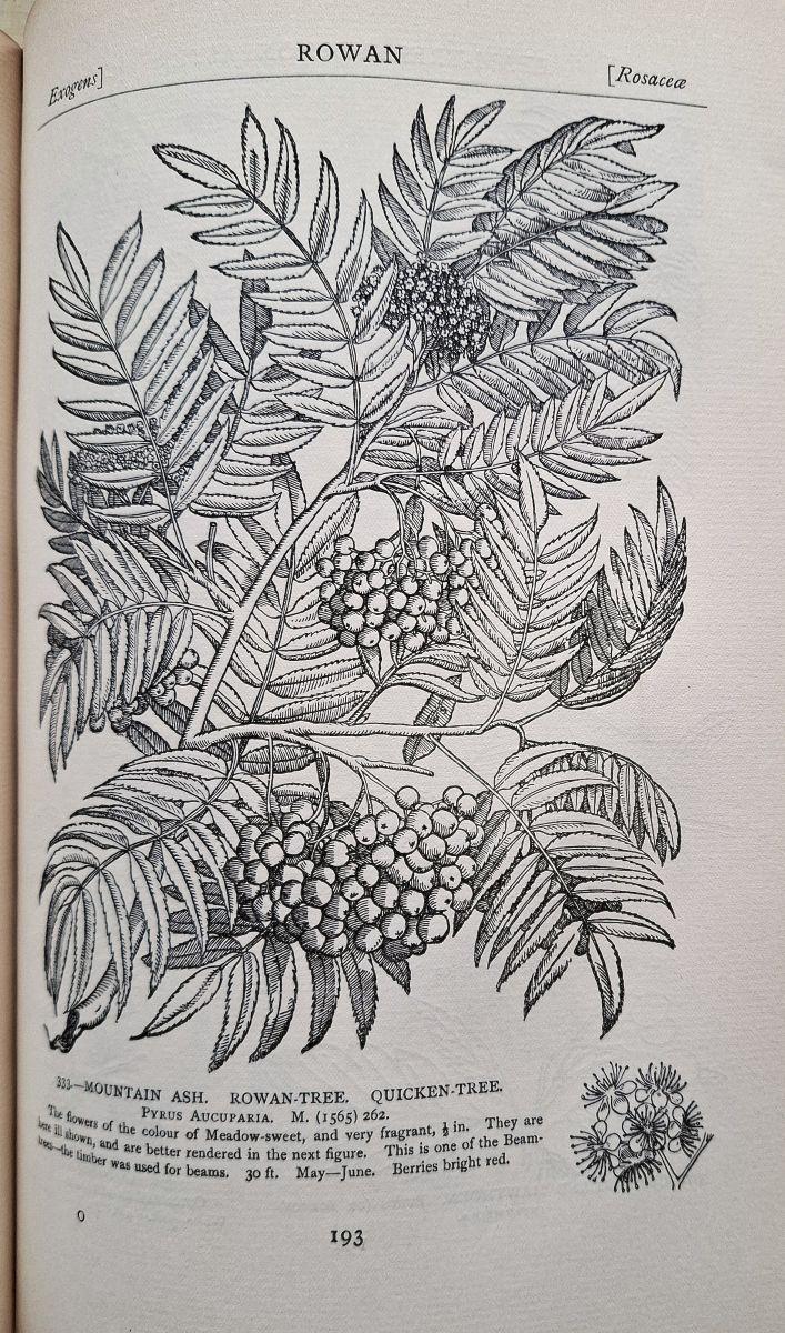 The Craftsman's Plant-book:Figures of plants selected from herbals of the sixteenth century exhibiting finest examples of plant-drawing found.in woodcuts or copper-plate, arranged for the use of the decorator and of plant form in design