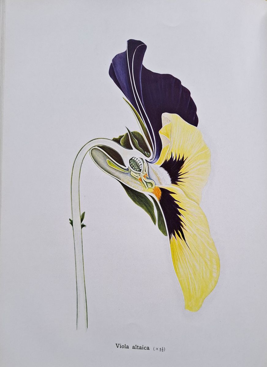 Types of Floral Mechanism - a selection of diagrams and descriptions of common flowers, arranged as an introduction to the systematic study of angiosperms. Part I, types I - XII all published.