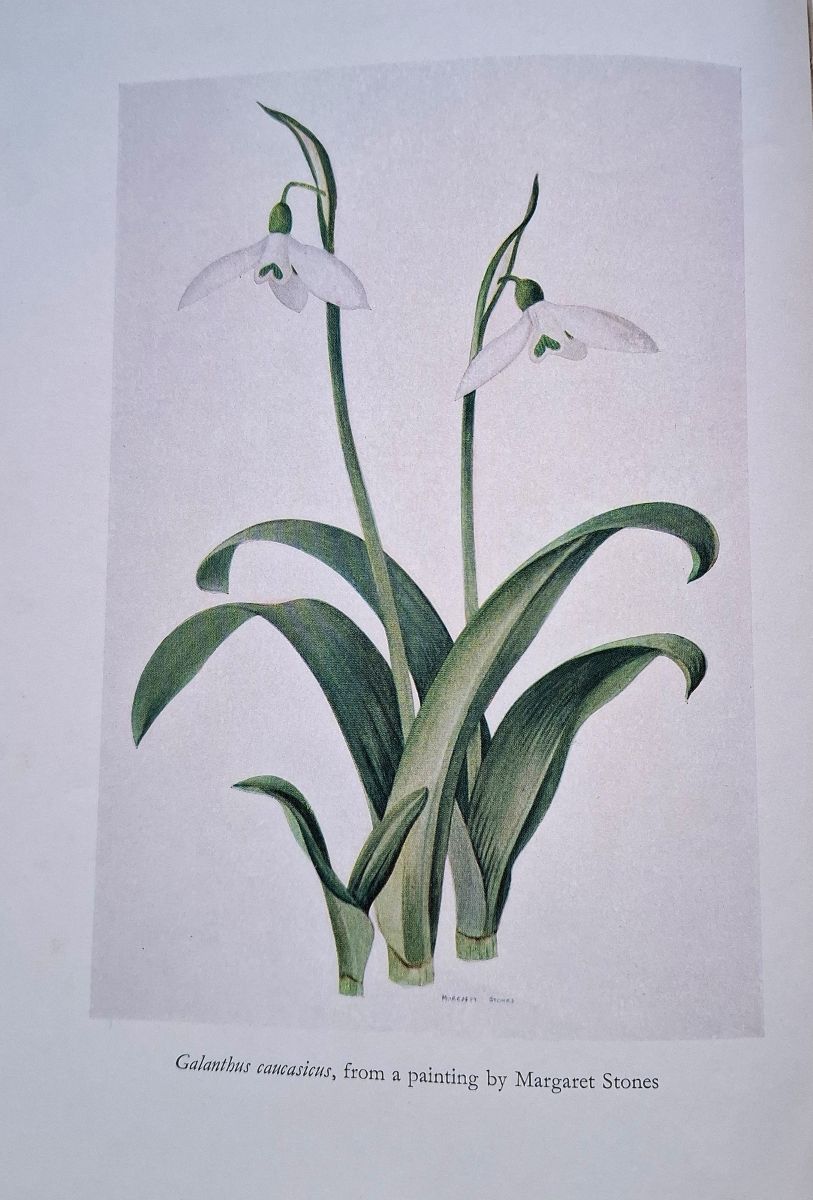 Snowdrops and Snowflakes - a study of the genera Galanthus and Leucojum