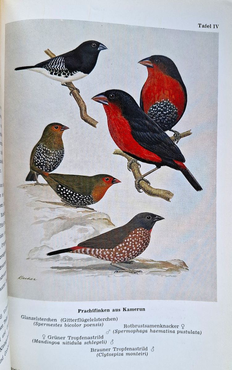 Vogel in Kafig und Voliere (Colin Harrison's set)
