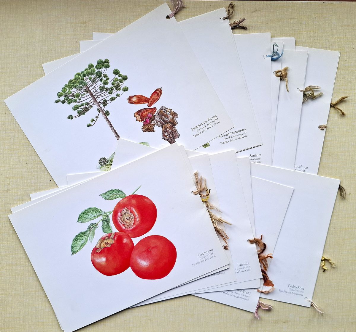 Corantes Naturais da Flora Brasileira - guia pratico de tingimento com plants