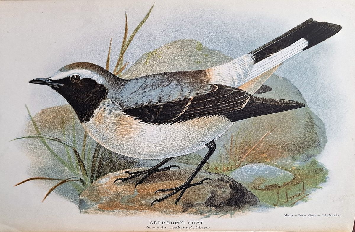 Jottings About Birds [Richard Fitter's copy]