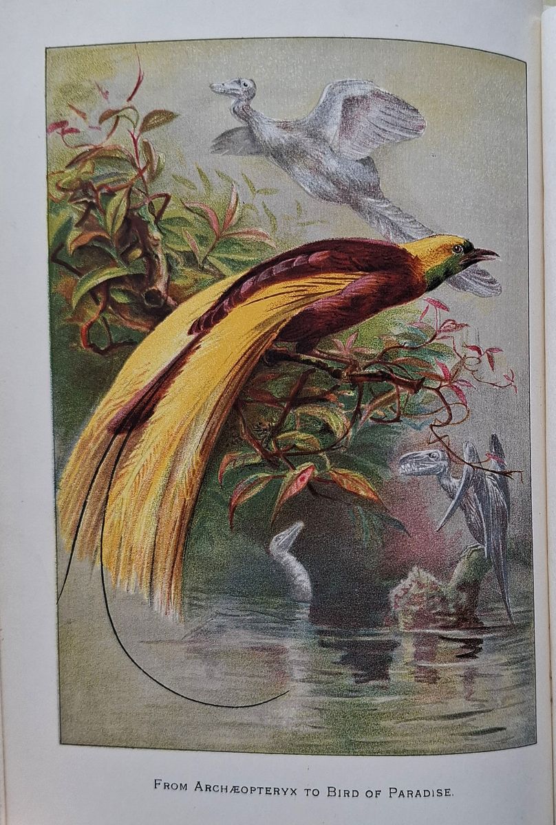 The Story of the Birds - being an introduction to the study of ornithology