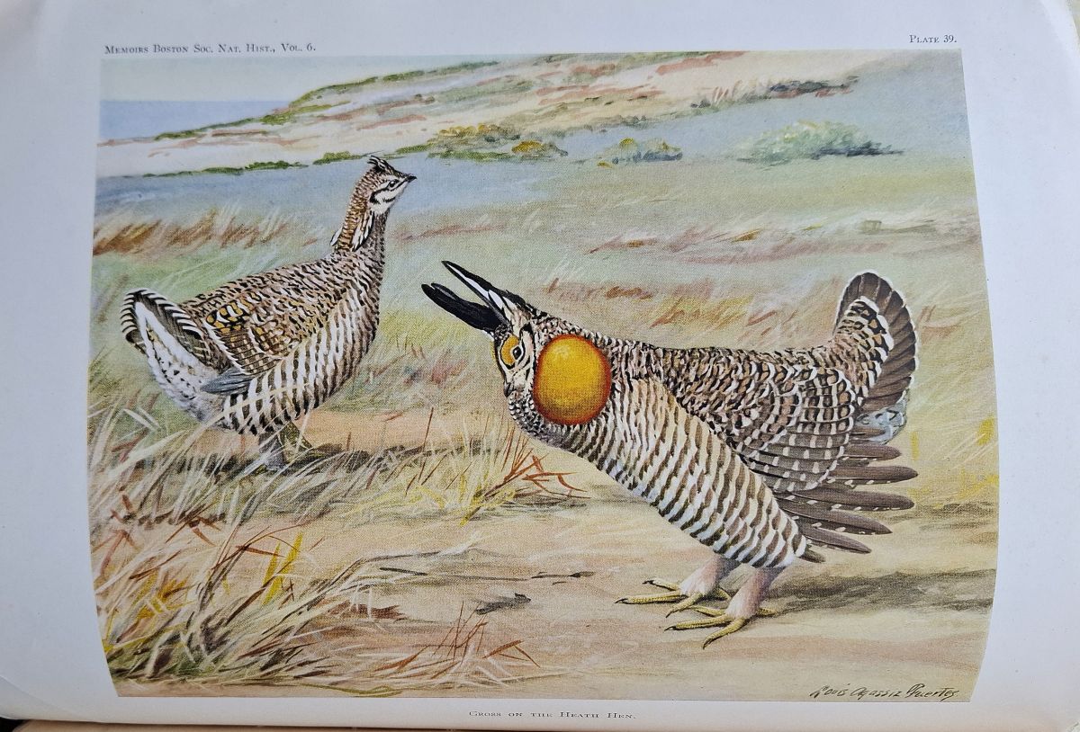 The Heath Hen [Richard Fitter's copy]
