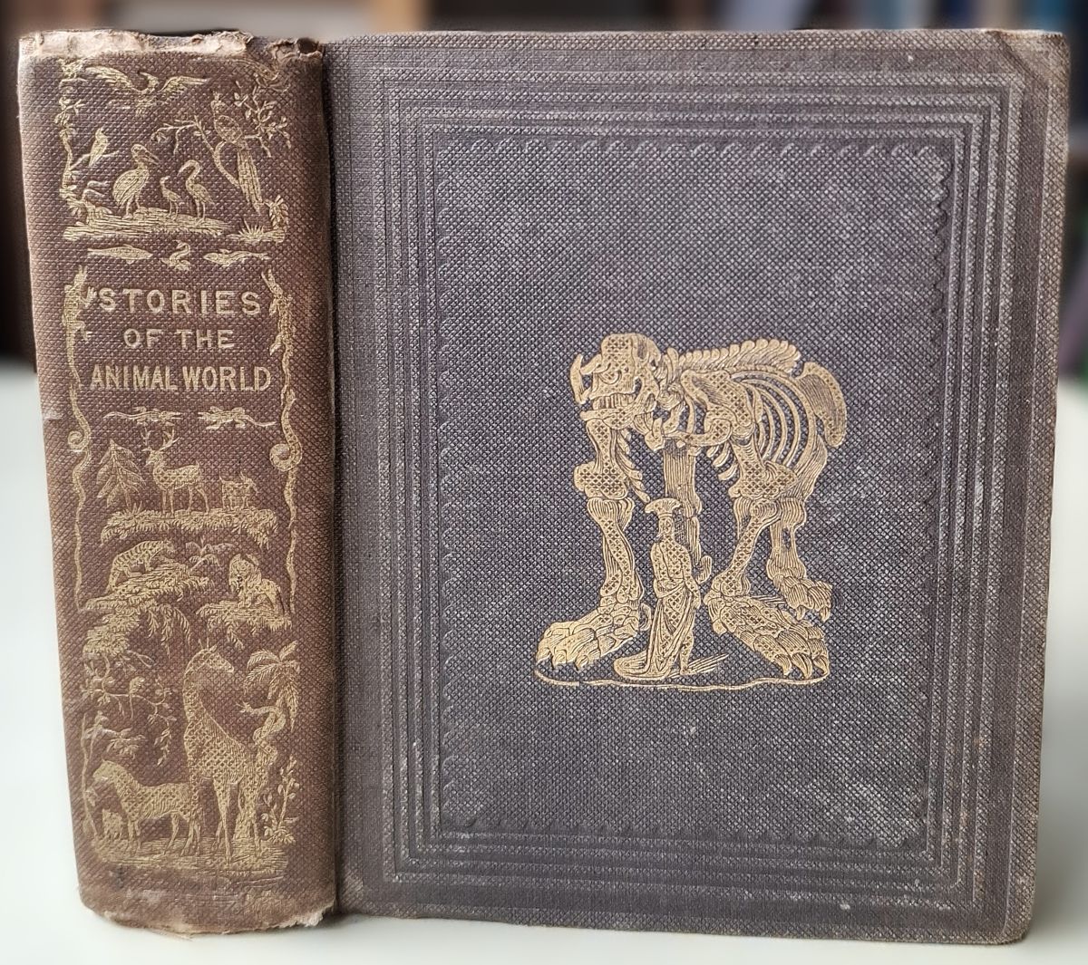 Stories of the Animal World; arranged so as to form a systematic introduction to zoology