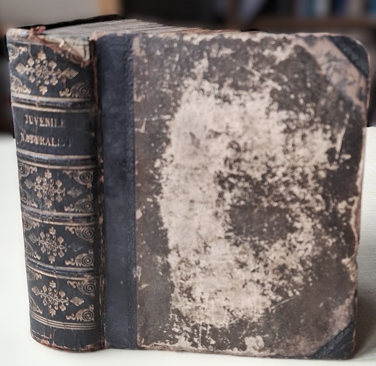 The Juvenile Naturalist; or, Walks in Spring, Summer, Autumn and Winter