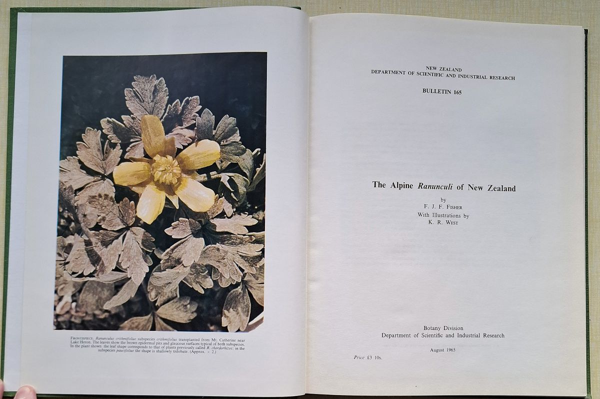 Image for The Alpine Ranunculi of New Zealand The Alpine Ranunculi of New Zealand