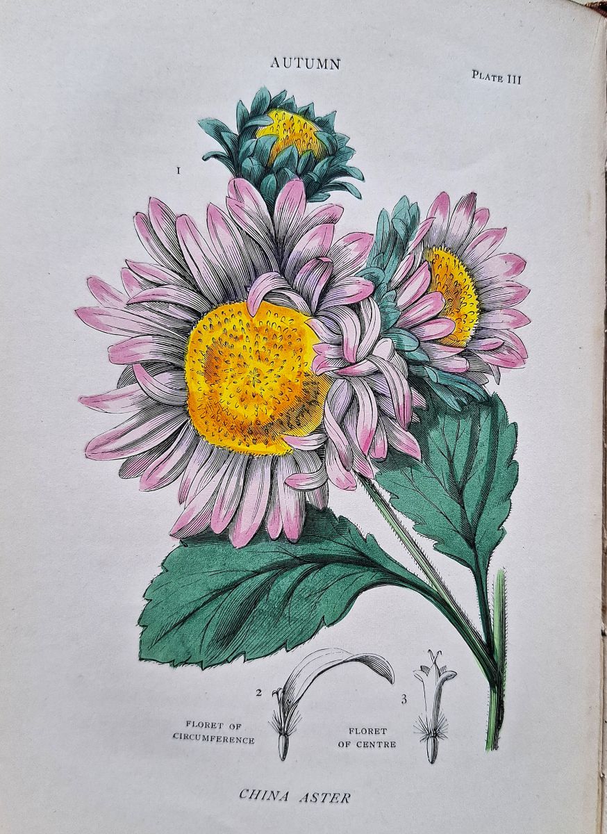 The Four Seasons: A Short Account of the Structure of Plants; Being Four Lectures, Written for the Working Men''s Institute in Paris
