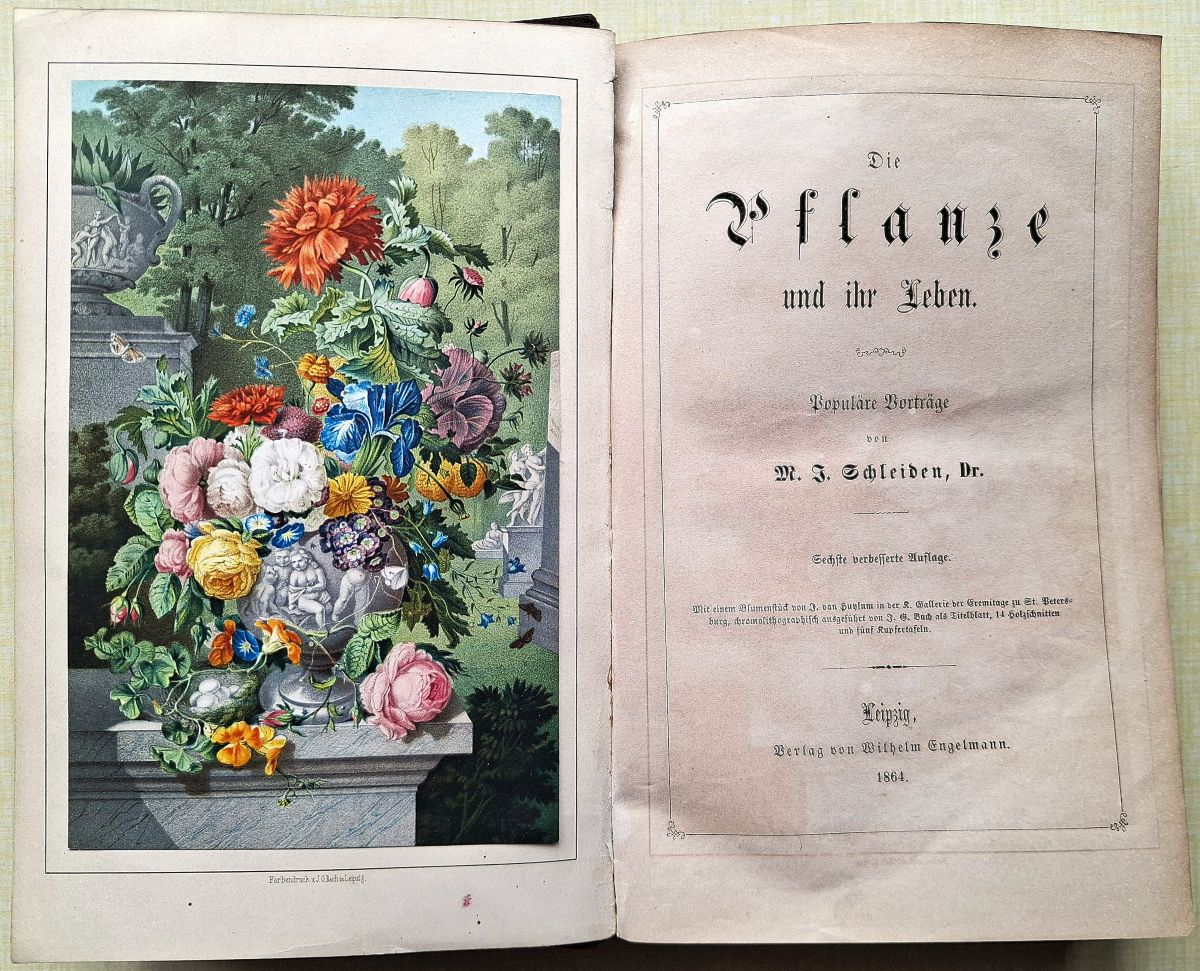 Image for Die Pflanzen und ihr Leben Die Pflanzen und ihr Leben