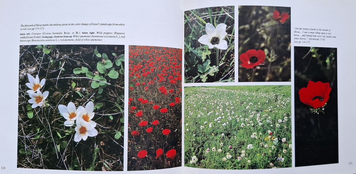 Image for Nature in Our Biblical Heritage Nature in Our Biblical Heritage