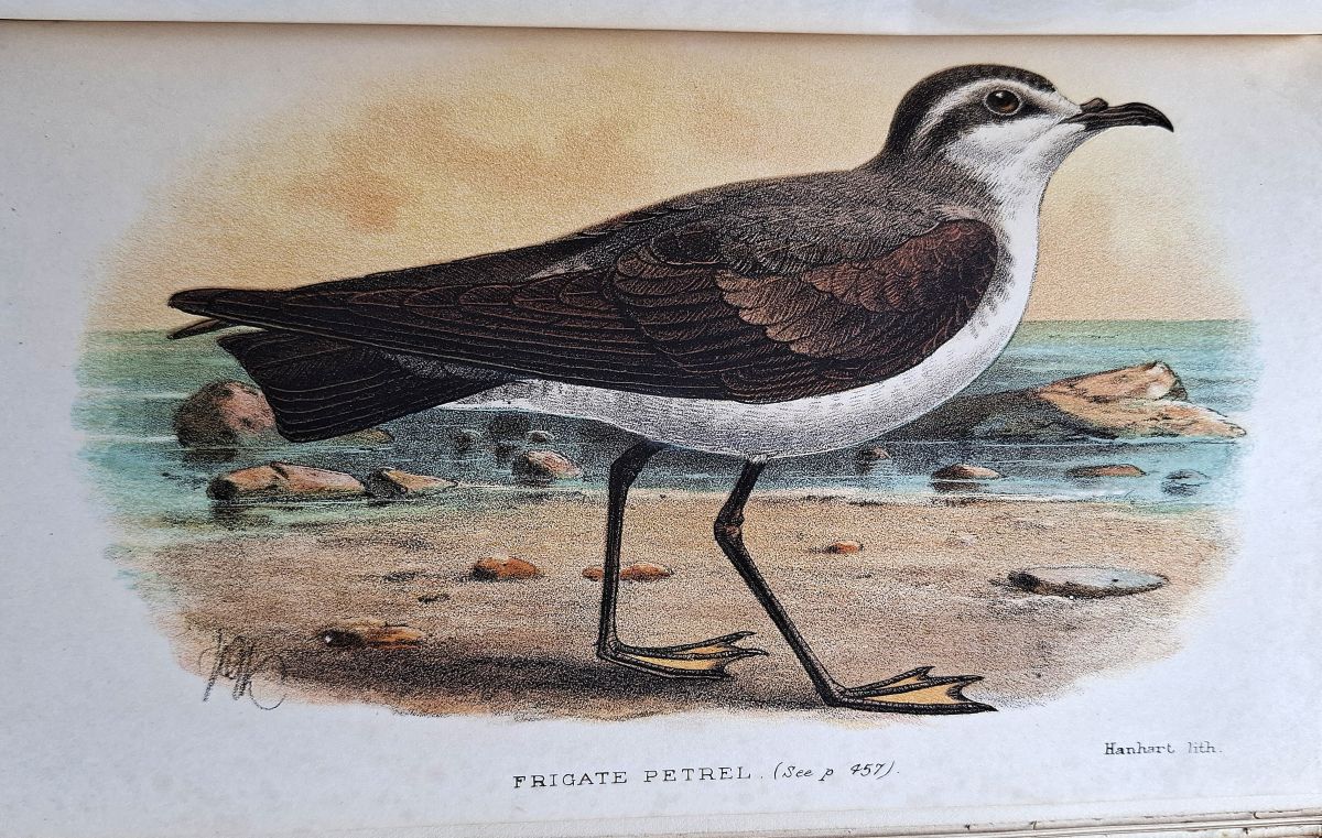 Image for A vertebrate Fauna of Lakeland, including Cumberland and Westmorland with Lancashire North of Wales A vertebrate Fauna of Lakeland, including Cumberland and Westmorland with Lancashire North of Wales
