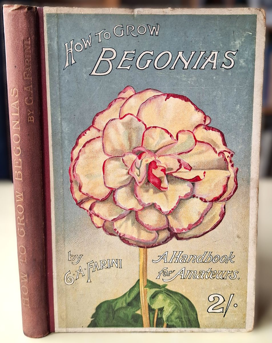 How to Grow Begonias