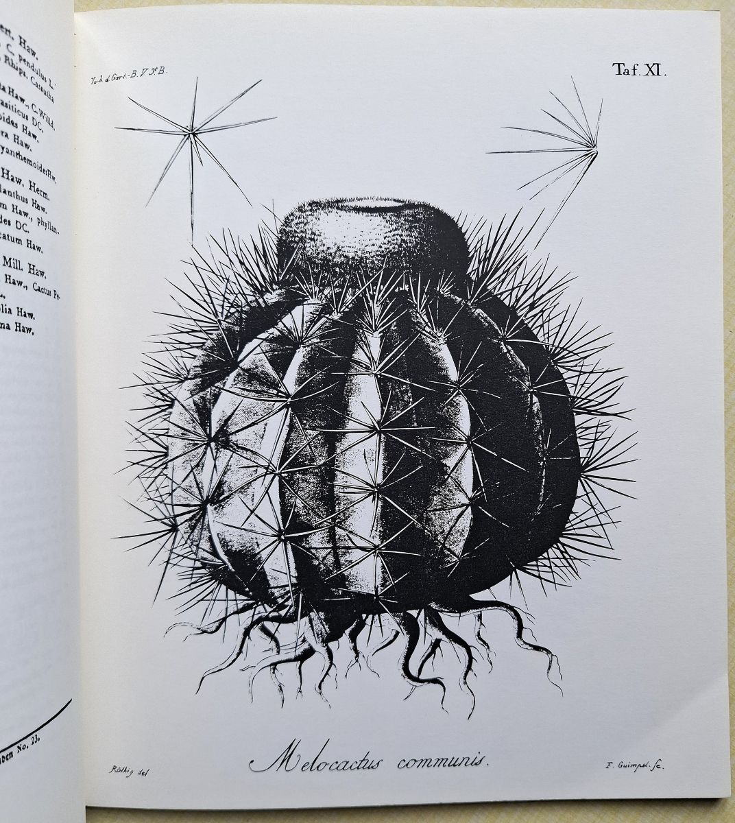 Ueber Die Gattungen Melocactus und Echinocactus