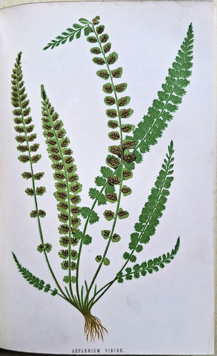 The Fern Garden : How to Make, Keep and Enjoy It; Fern Culture Made Easy