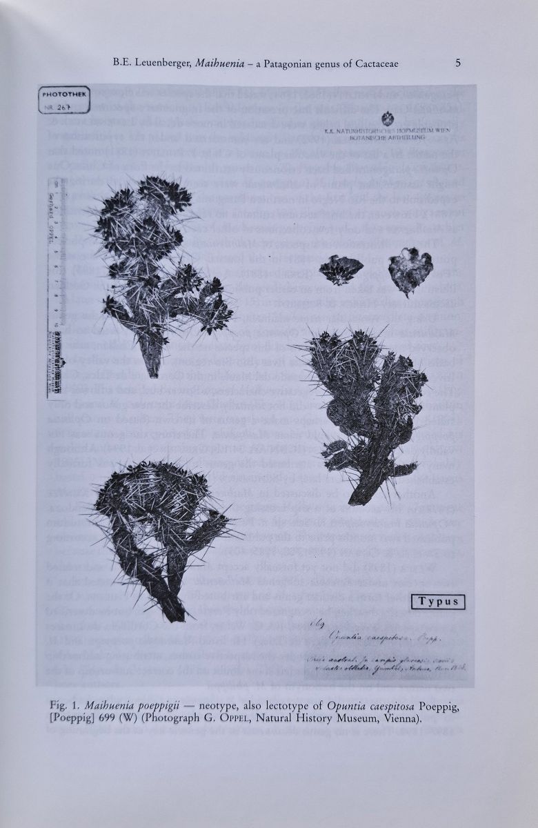 Maihuenia - Monograph of a Patagonian genus of Cactaceae
