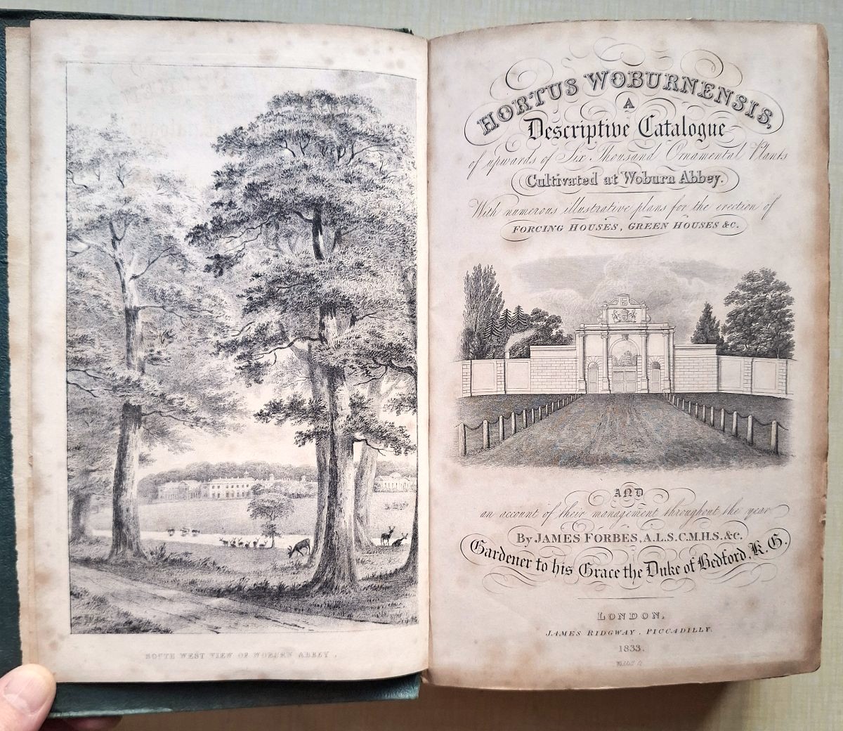 Hortus Woburnensis, A Descriptive Catalogue of upwards of six thousand ornamental plants cultivated at Woburn Abbey. With numerous illustrative plans for the erection of forcing hopuses, green houses etc., and an account of their management .