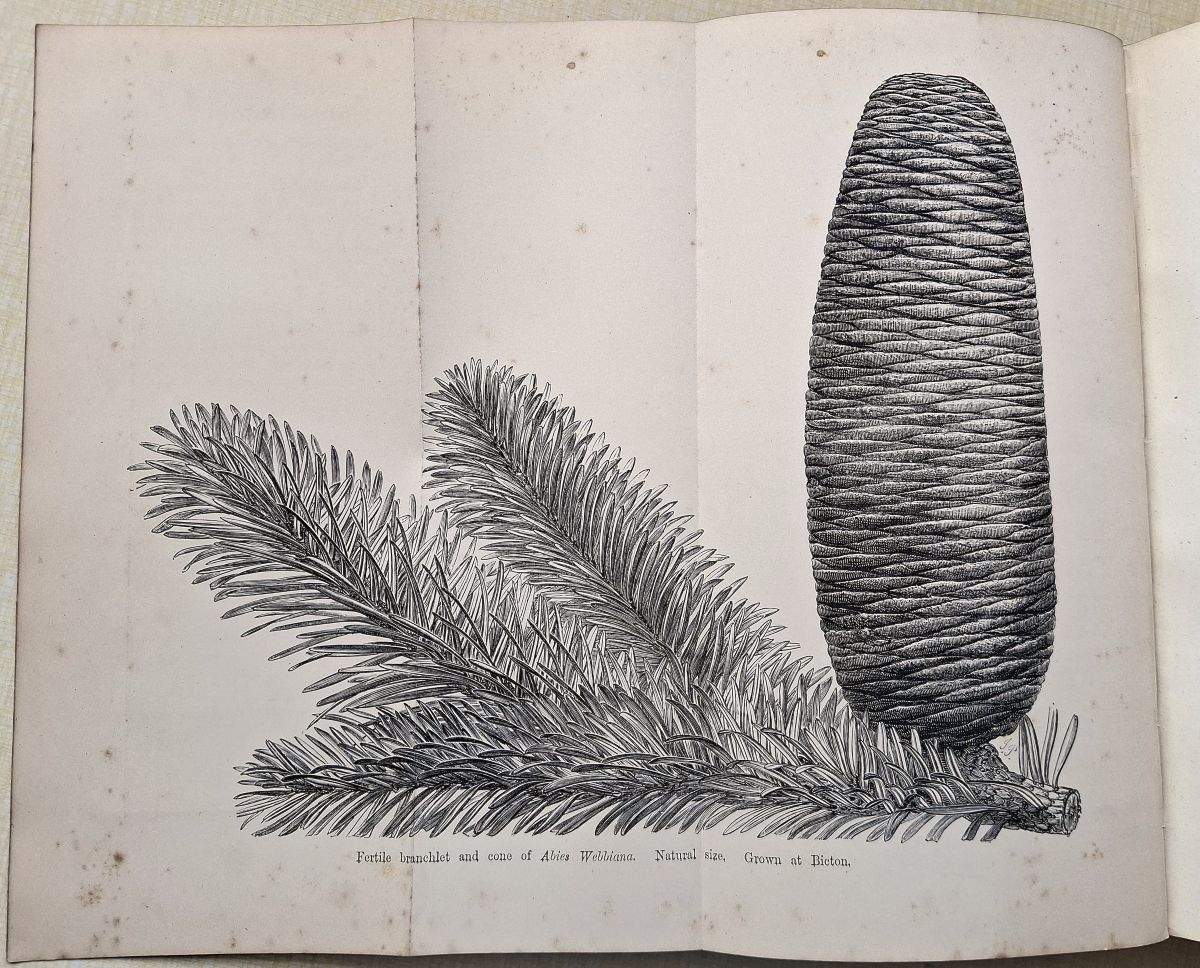 A Manual of the Coniferae, containing a general review of the order; a synopsis of the hardy kinds cultivated in Great Britain; their place and use in horticulture, etc.