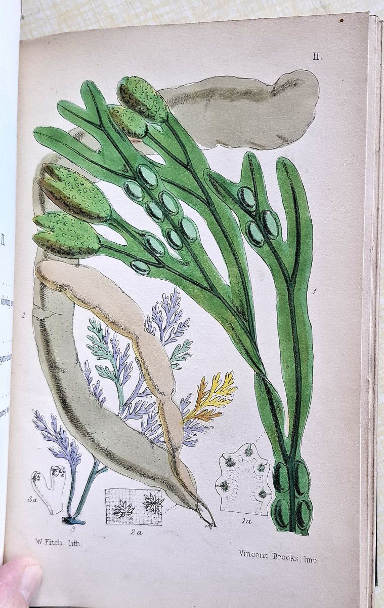 British Sea-weeds : an introduction to the study of marine algae of Great Britain, Ireland and the Channel Islands