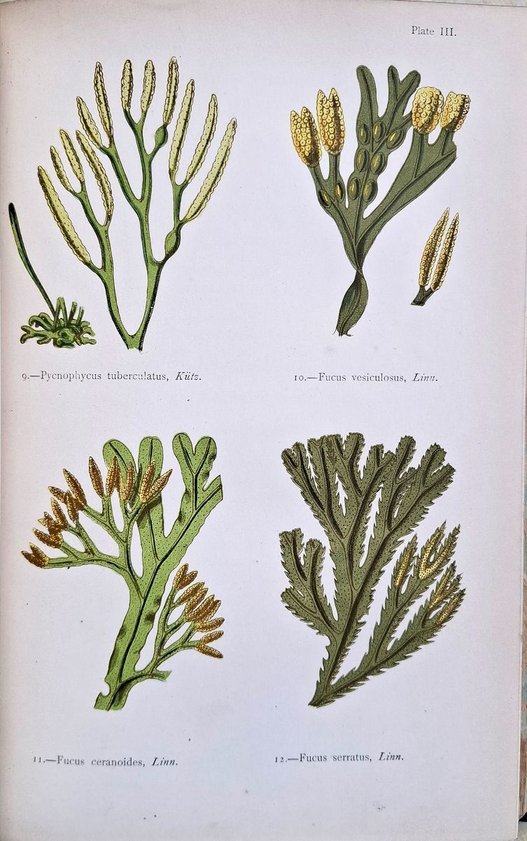 British Sea-Weeds [Seaweeds]. Drawn from Professor Harvey's 