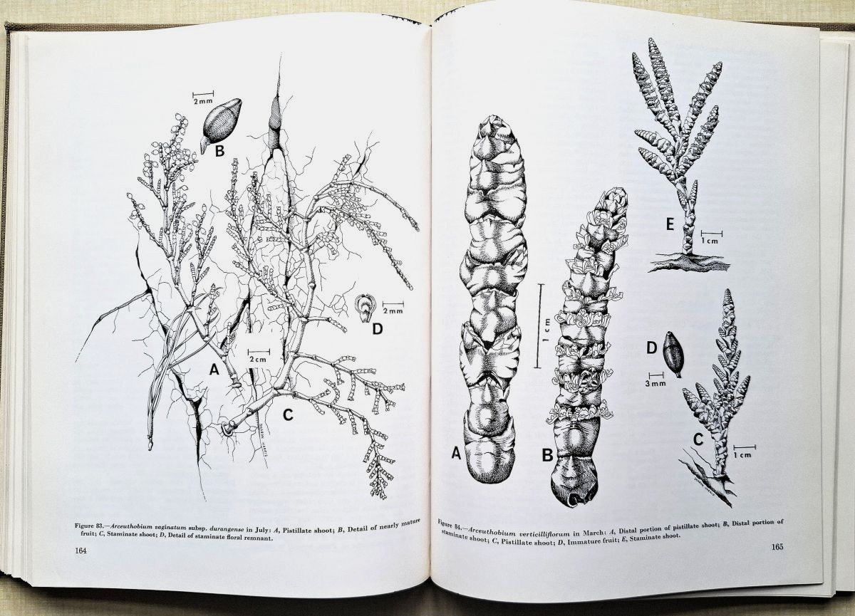Image for Biology and Classification of Dwarf Mistletoes (Arceuthobium) Biology and Classification of Dwarf Mistletoes (Arceuthobium)