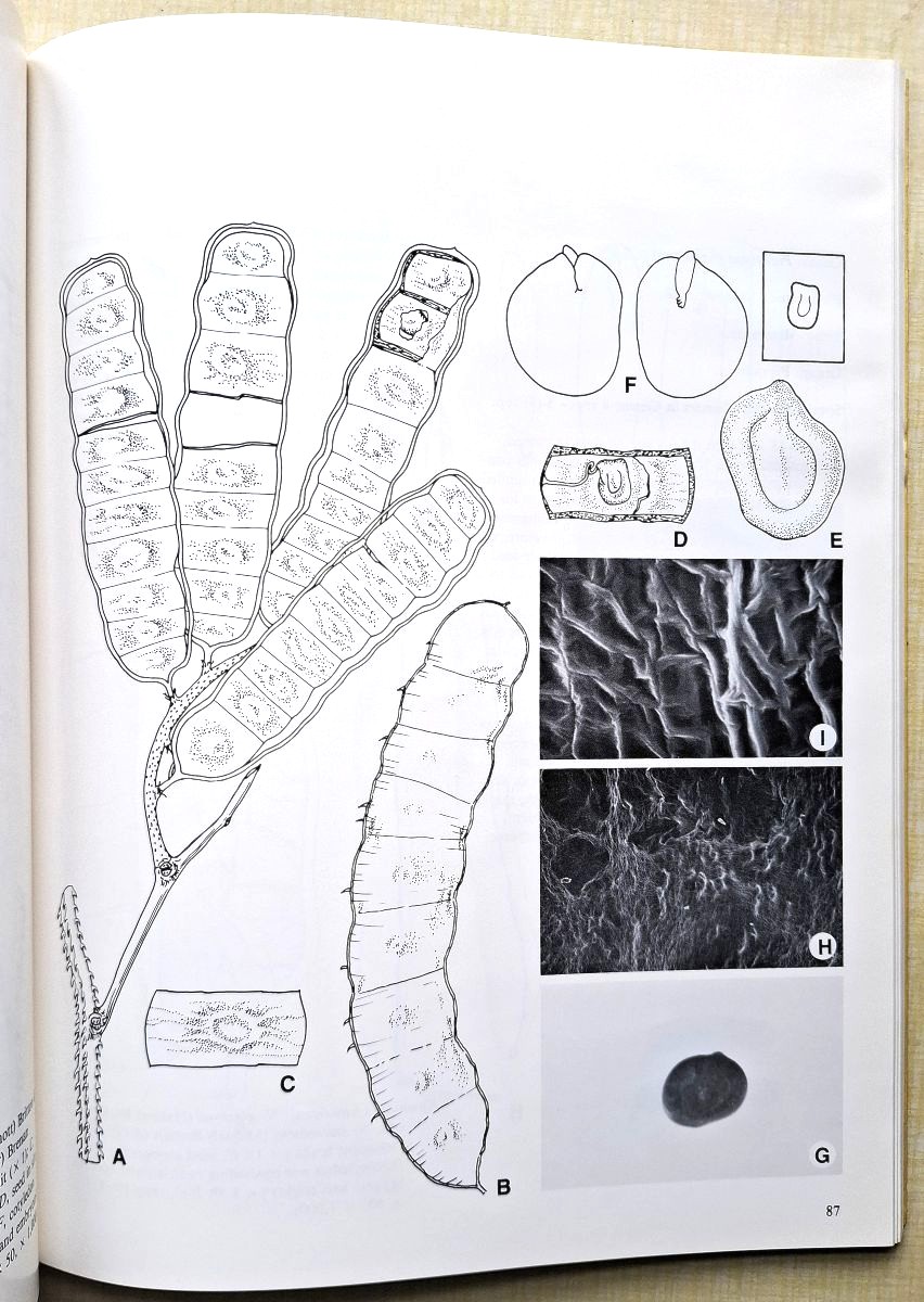 Fruits and Seeds of Genera in the Subfamily Mimosoideae (Fabaceae) [Gren Lucas' copy]