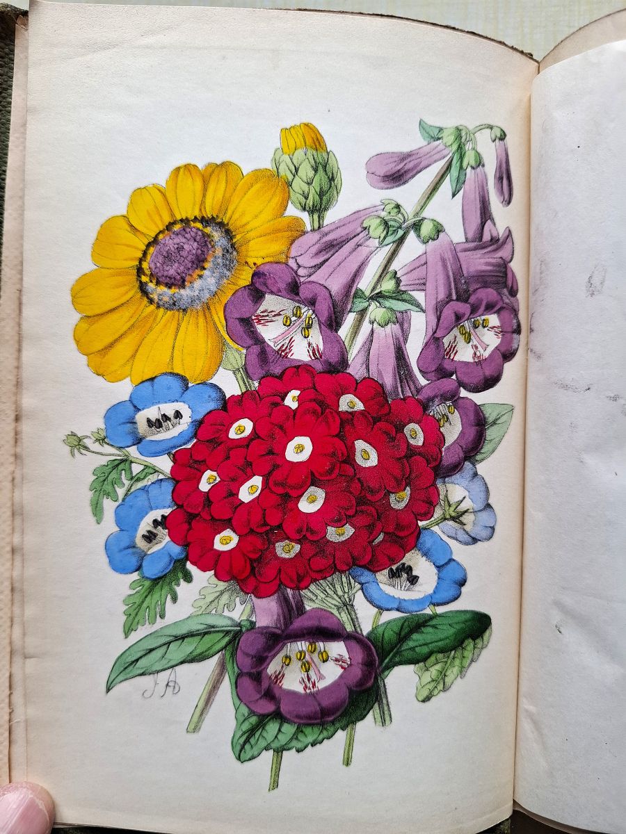 Image for The Handbook to the Flower Garden and Greehouse The Handbook to the Flower Garden and Greehouse