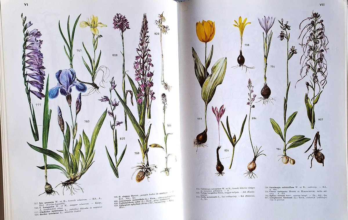 Iconography of the Flora from the South-Eastern Part of Central Europe [Iconographiae Florae Partis Austro-Orientale Europae Centralis